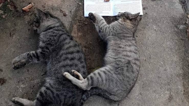 Mơ Thấy Mèo Xám